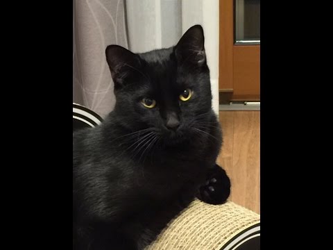 ボンベイのキャッチボール？ catch the ball