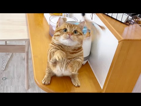 ぽちゃくんは今日もニャイザップで体を動かします！