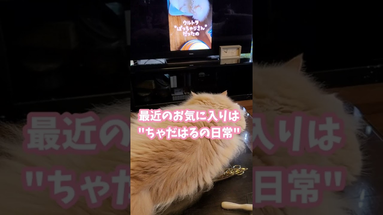 自分の動画が気に入ったラガマフィンちゃん(^-^) #shorts