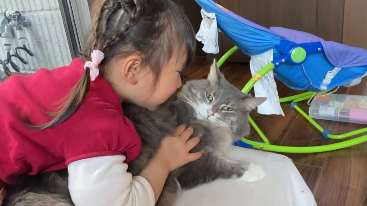 思いのままに触る赤ちゃんと引き際を覚えたお姉ちゃんの相手をする猫　ノルウェージャン ラガマフィンA cat that plays with a baby who touches it at will.