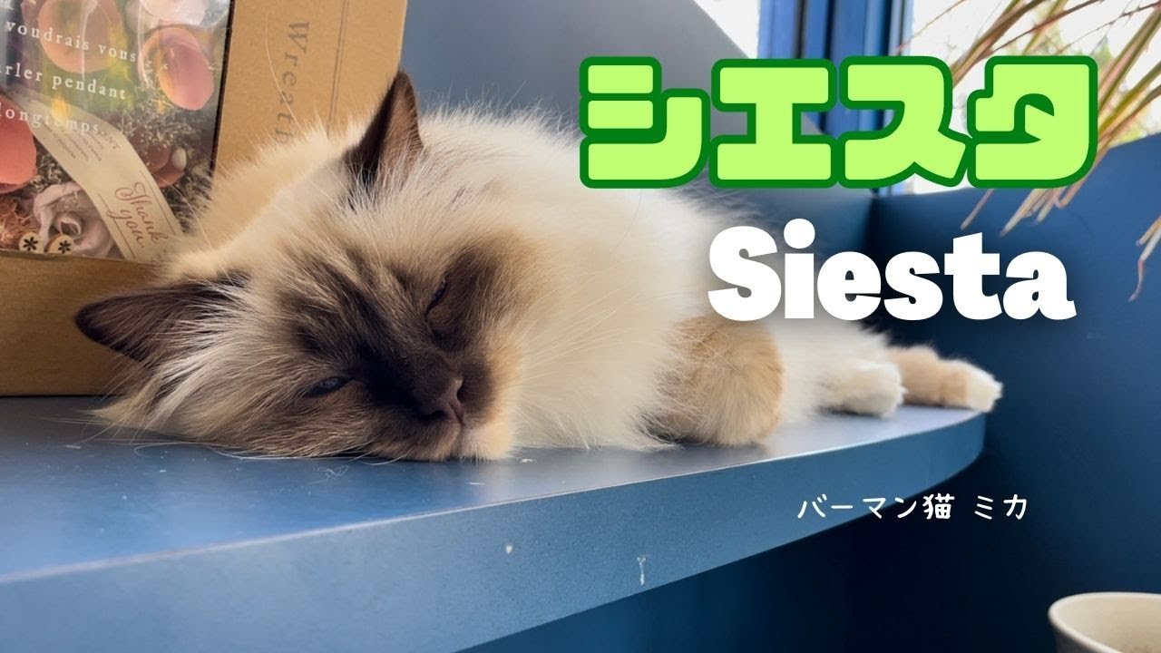 バーマン猫ミカ【シエスタ】Siesta（バーマン猫）Birman/Cat