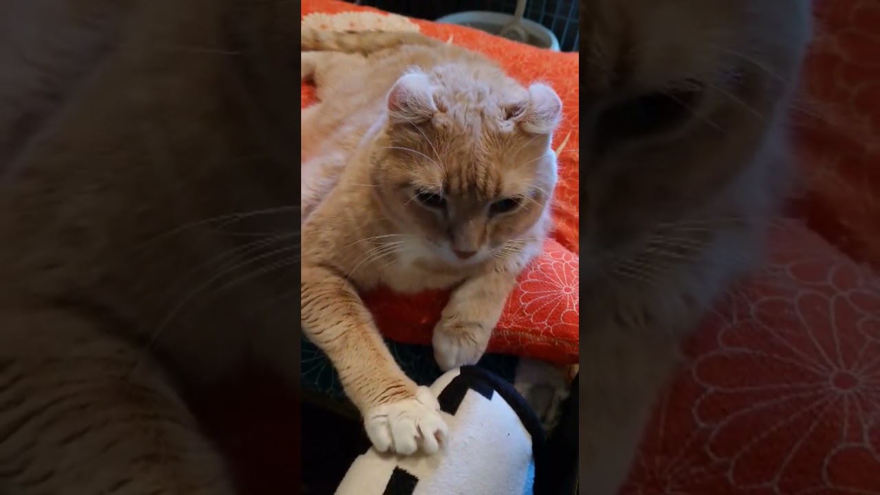 腕太のにゃんこ（アメリカンカール）【我が家の猫にゃんず】