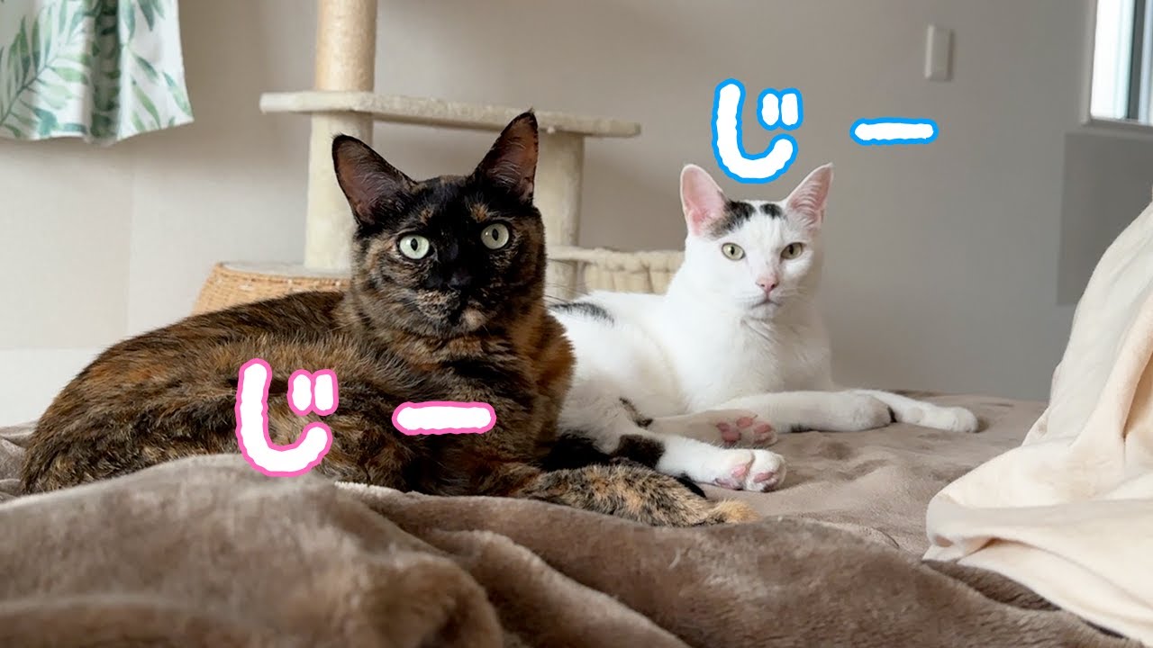 黙ってご飯待ちしてる猫たちに声をかけると…？