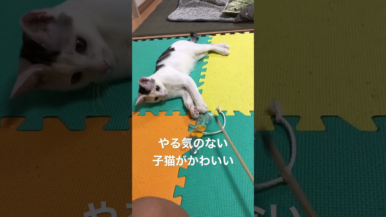 やる気のない子猫がかわいい #子猫 #可愛い #リノ #れい #猫