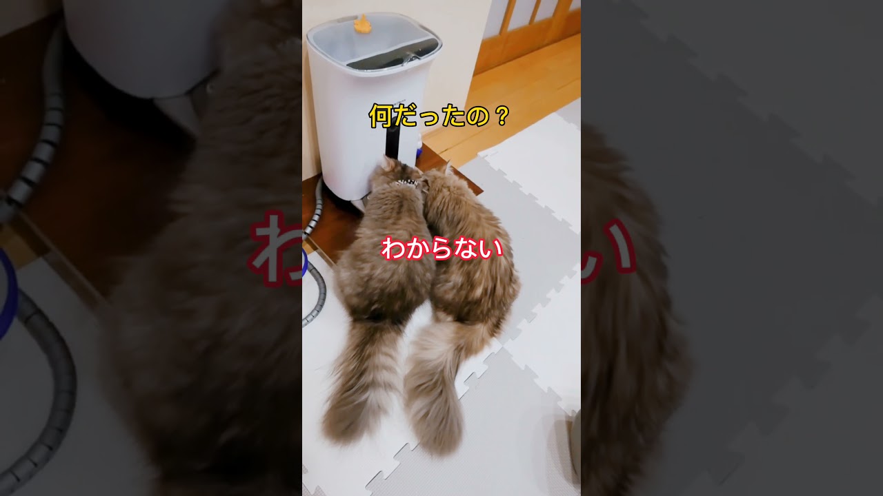 【ラガマフィン】もふもふのかたまり【猫】#Shorts