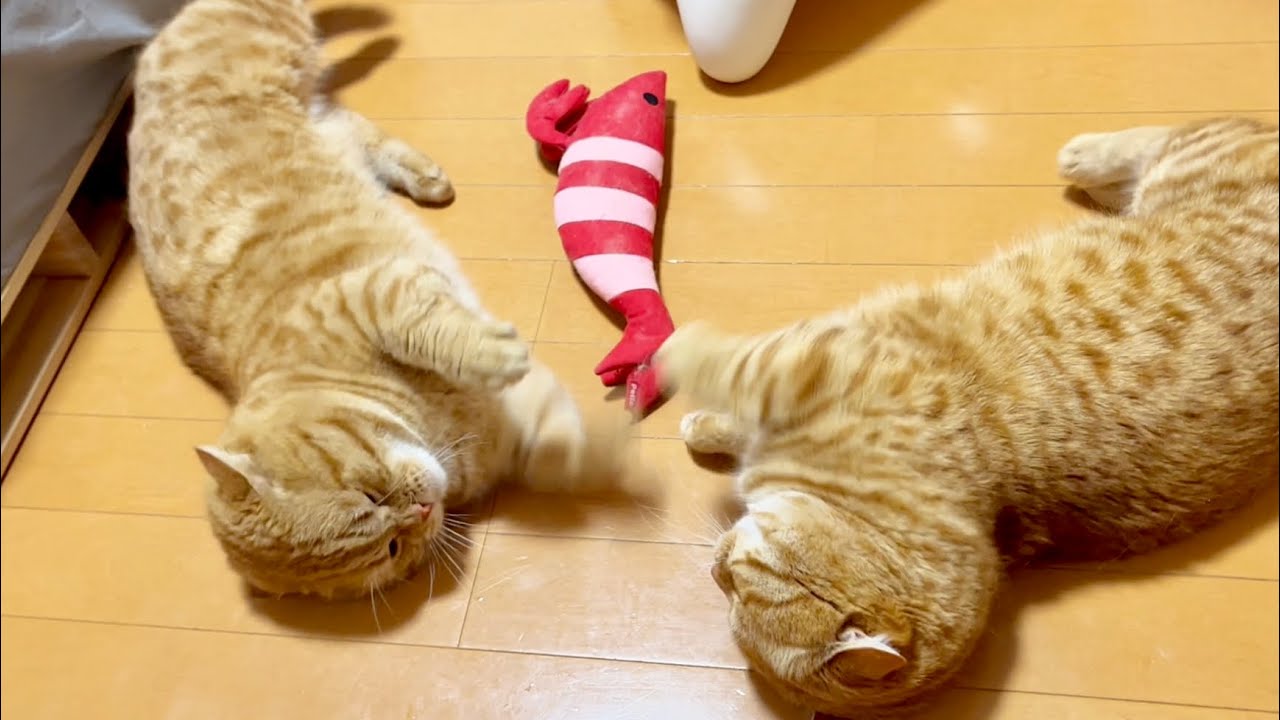 マンチカンのパンチは決して当たらない！