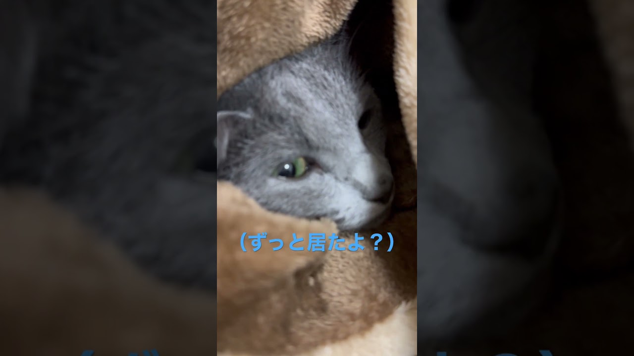 ここにいるよ？な猫（ロシアンブルー）#shorts