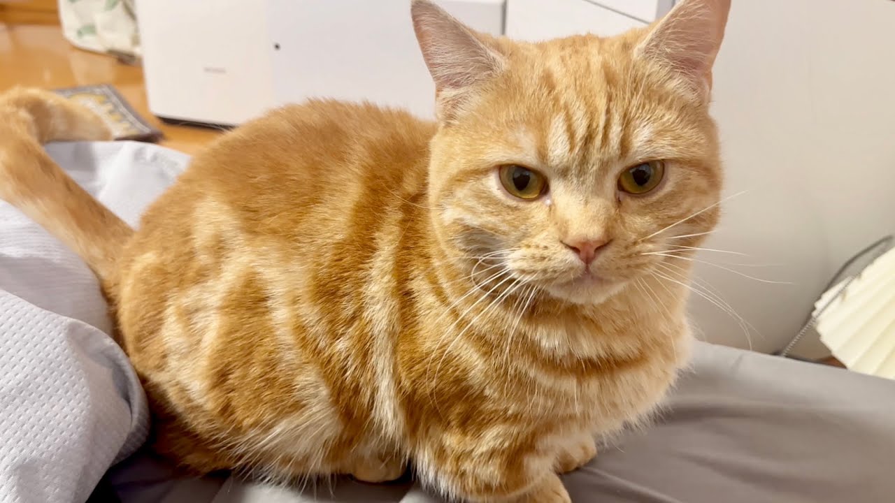 しゃべるねこちゃーぼーがしゃべりながらやってきて私の腕枕で休憩するまでをノーカットで！