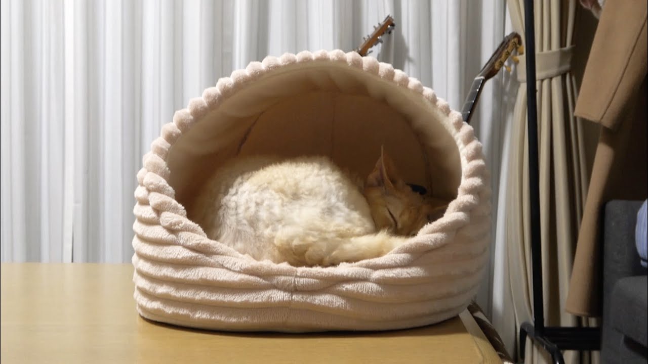 待ちくたびれて眠くなったデボンレックス猫兄です(Sleepy Devon Rex Cat)