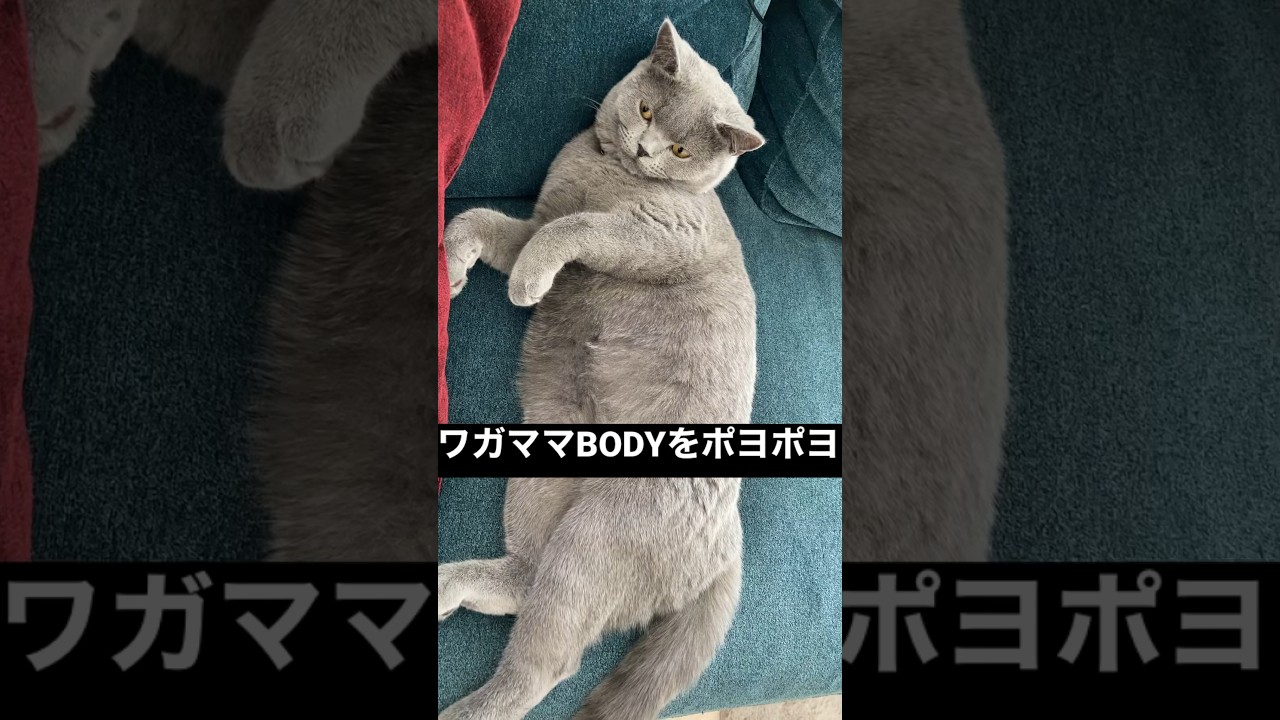 【ブリティッシュショートヘア】ワガママBODYのお腹をポヨポヨしてみた【cat】#shorts #worldssmalkesviolin #ブリティッシュショートヘア #cat #kucing #猫