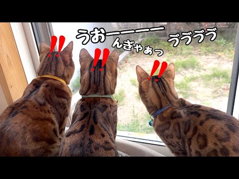 野良猫の喧嘩の声にビビりまくるメンズ家猫