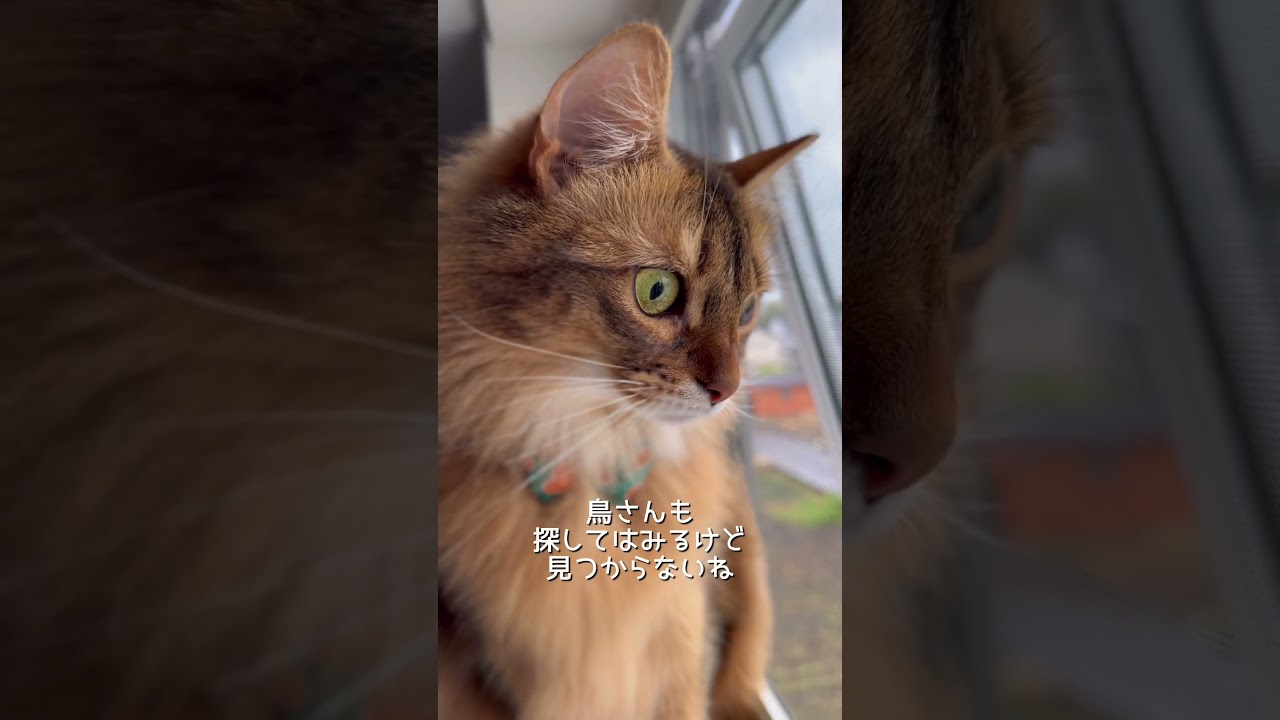 甘えた猫の雨の日の過ごし方