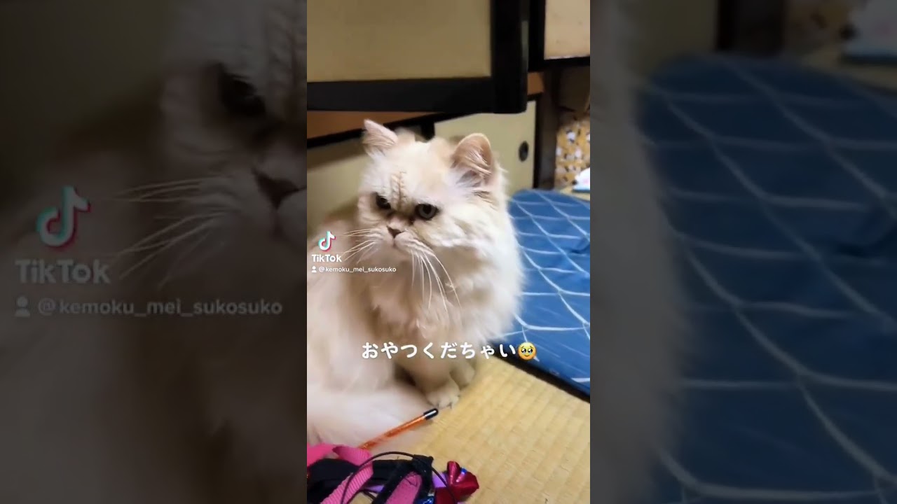 おやつくだちゃい！😺💕 #スコティッシュフォールド #cat