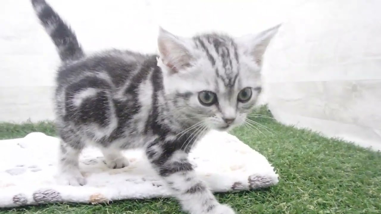 Coo&RIKU　No00623481 アメリカンショートヘアー