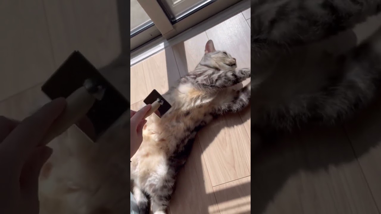 お腹は許さない😾 #shorts #猫  #アメリカンショートヘア  #かわいい #ブラッシング #日向ぼっこ #日向ぼっこ猫 #cat  #cats #貓 #고양이 #बिल्ली #kucing