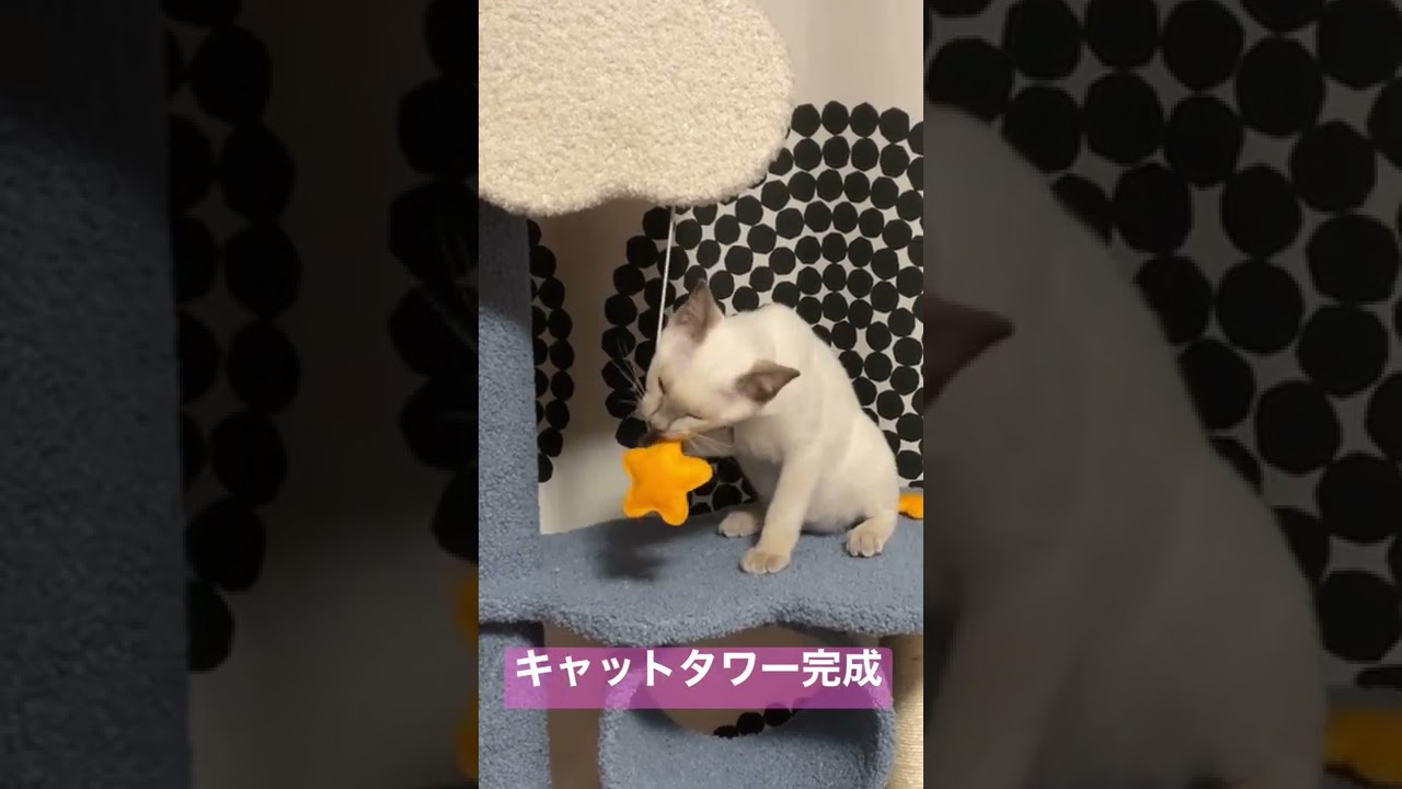 キャットタワー完成😸　#シャム猫 #猫がいる幸せ #猫のいる生活