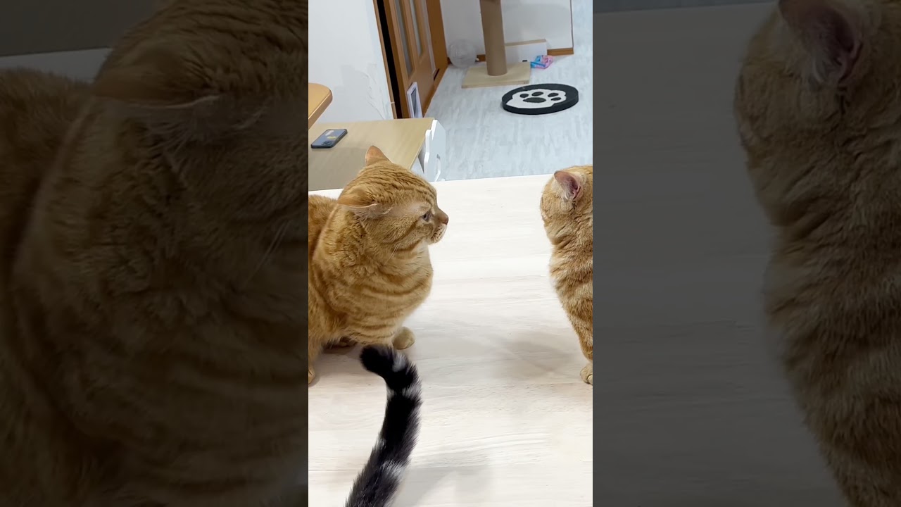 マンチカンのパンチは目を閉じてたら当たるわけがないPART Ⅵ #shorts