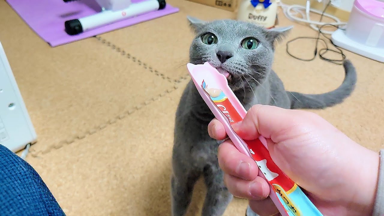 【猫動画】おもちゃにつられて爪切りされたロシアンブルー【russianbule】A Russian Blue with its nails clipped by a toy