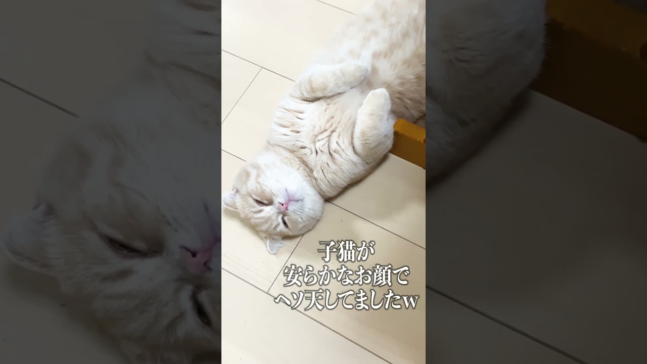 気付くと安らかなお顔でヘソ天してる子猫【スコティッシュフォールド】#shorts #かわいい #子猫