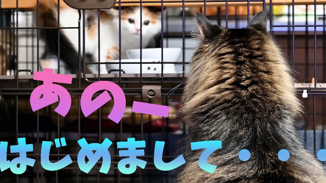 やっぱりメインクーンは優しい！ママが恋しいサイベリアンの子猫と困惑していたメインクーンが２日目で距離を縮めはじめました。