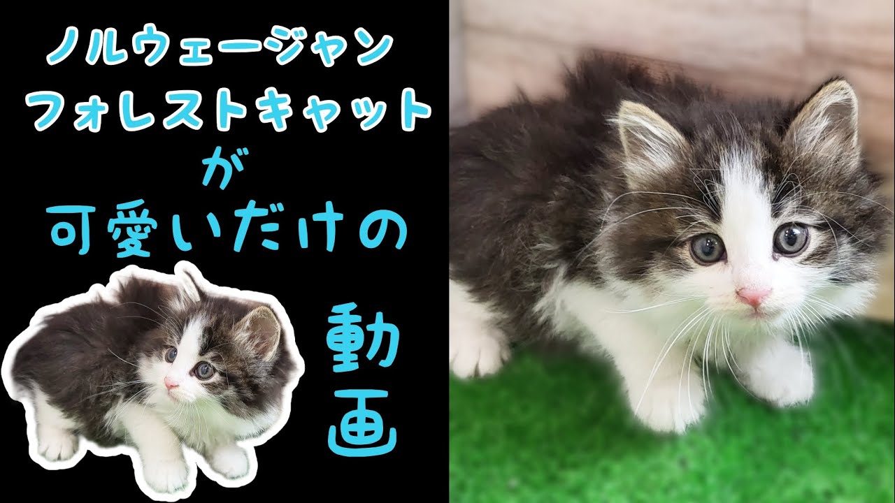 ノルウェージャンフォレストキャット・子猫【厚木下荻野店】