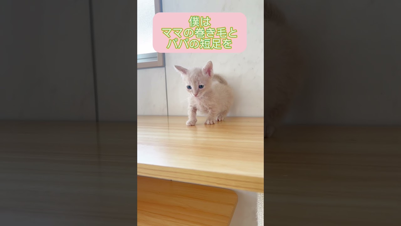 【珍しいにゃんこ】短足スクーカムちゃん♥️ 【お問合せ詳細は説明欄に記載あります】 #ブリーダー直販 #ラパーマ #猫 #猫のいる暮らし #子猫 #マンチカン #ミヌエット #スクーカム
