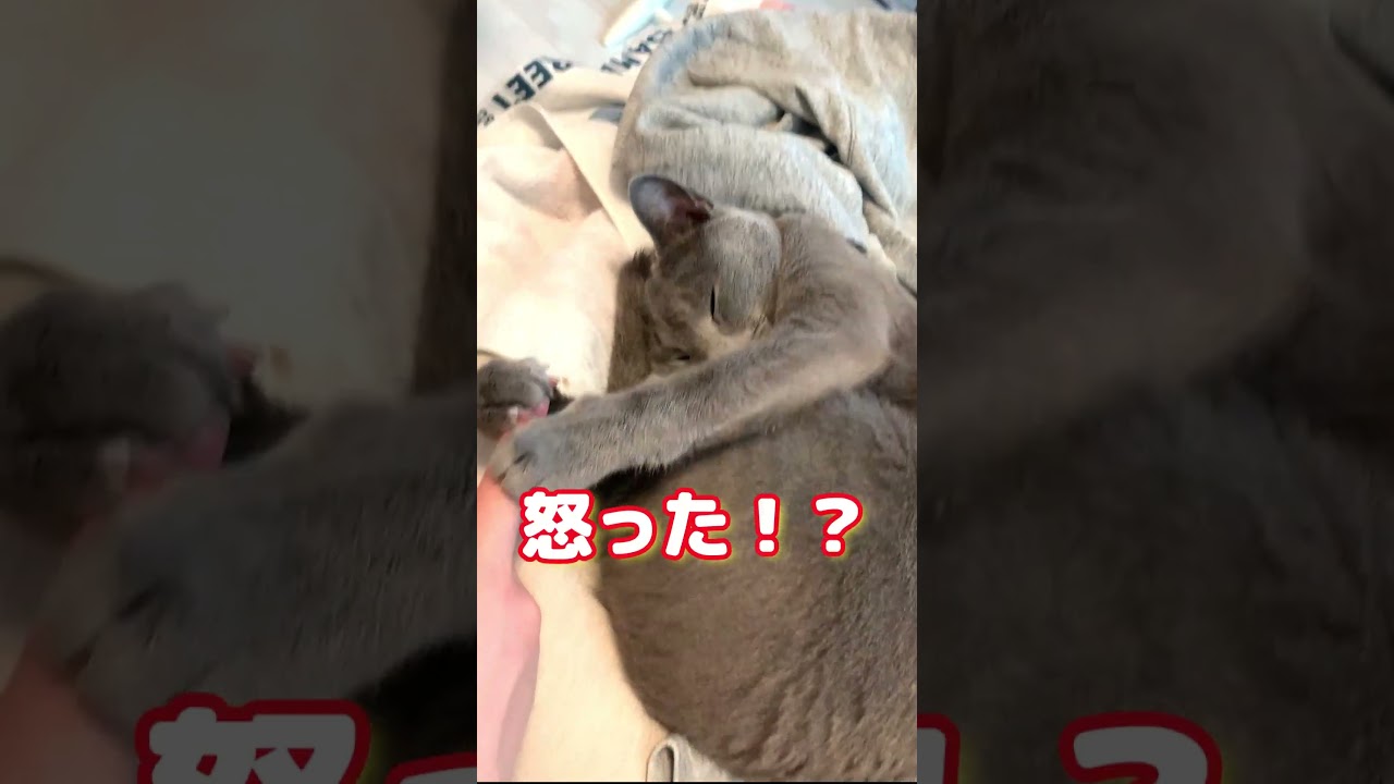 これやられてきゅん死しない人いる？ #ロシアンブルー #抱きしめる猫 #しっぽ吸い