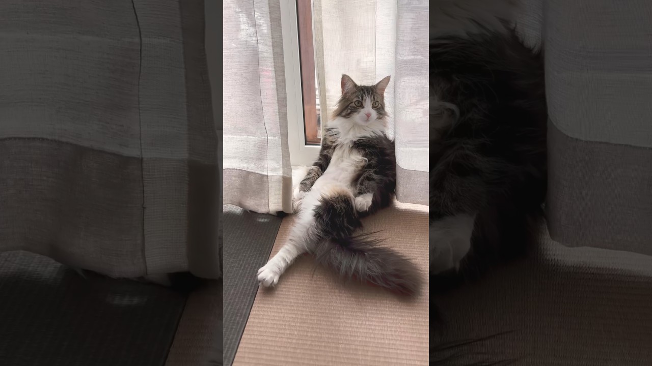 まるで人間かのような、ノルウェージャンフォレストキャットのロースちゃん。とカルビさん