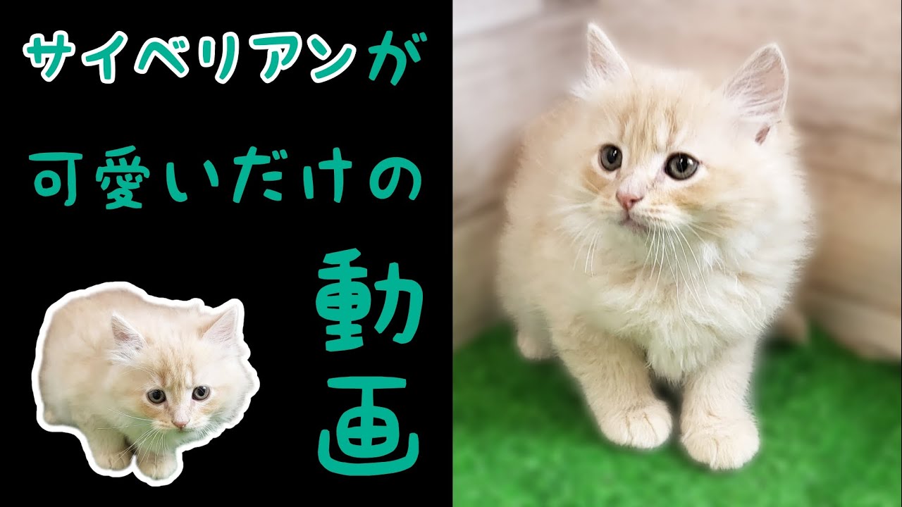 サイベリアン・子猫【府中四谷店】