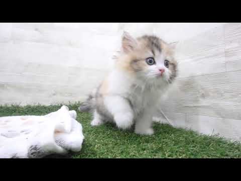 ペットショップcoo&riku No.00625713 ラガマフィン