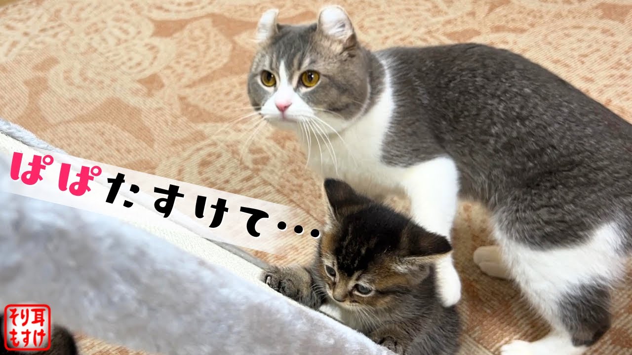 いっそう人間味が増した育児をするパパ猫がこちらｗ【奇跡のイクメン猫】