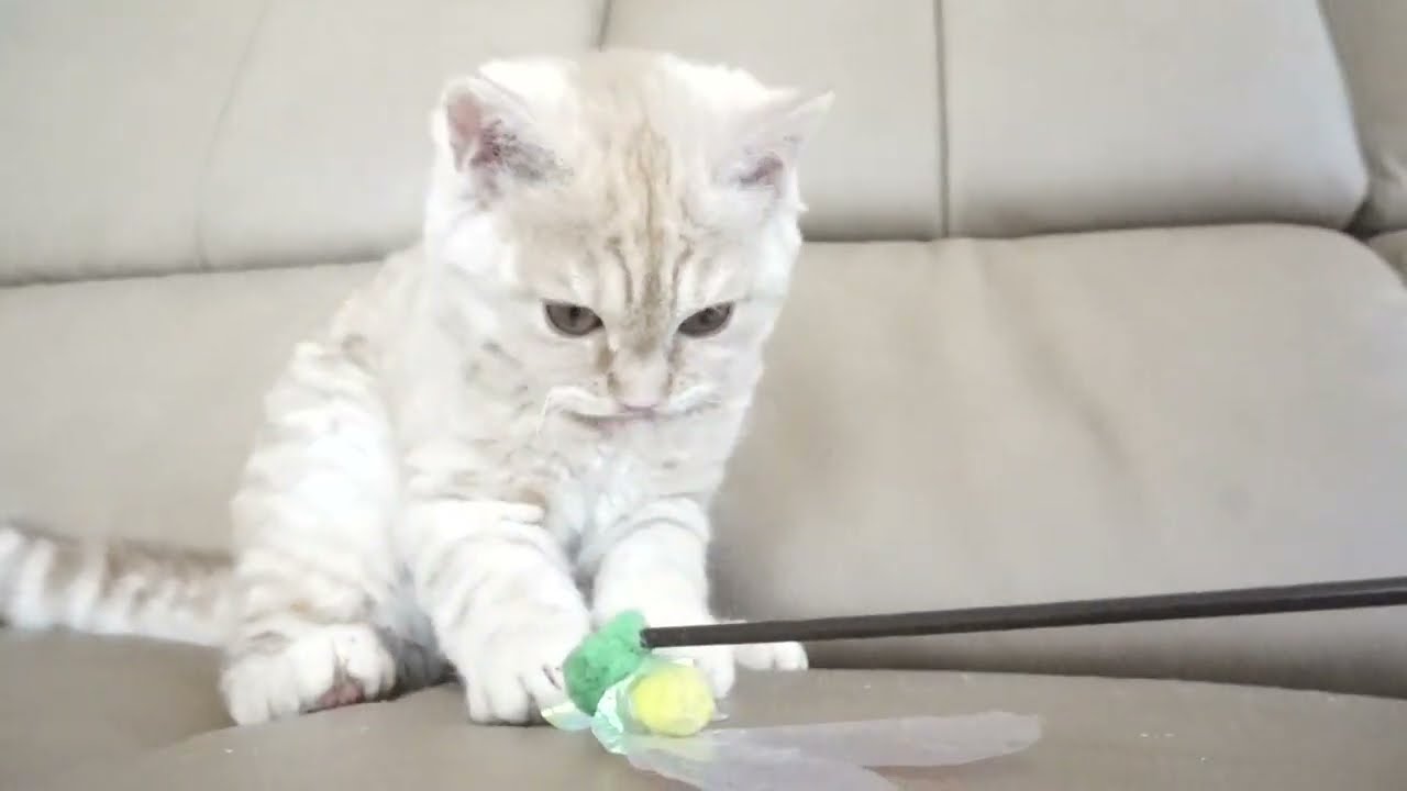 セルカークレックス子猫　2023.1.5産まれ 　クリーム　男の子　シーダキャット猫のお店　Selkirk Rex