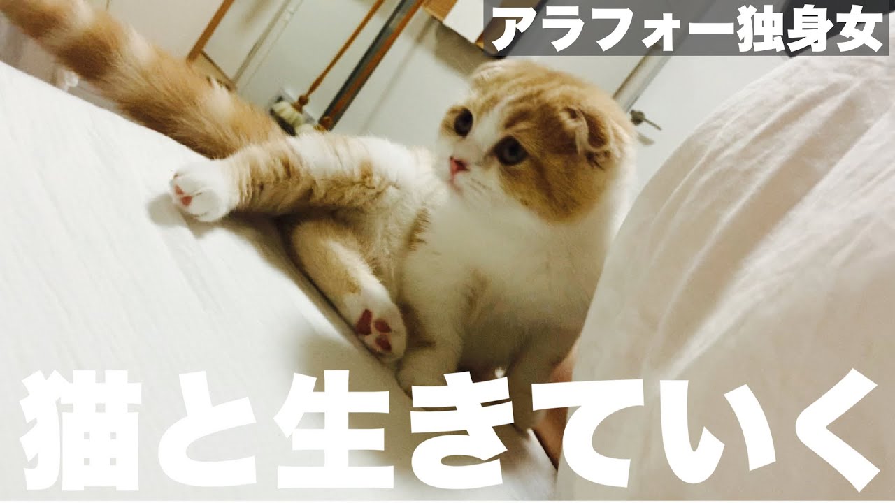 我が家に子猫がやってきた！独身女、猫を飼う。【スコティッシュ】