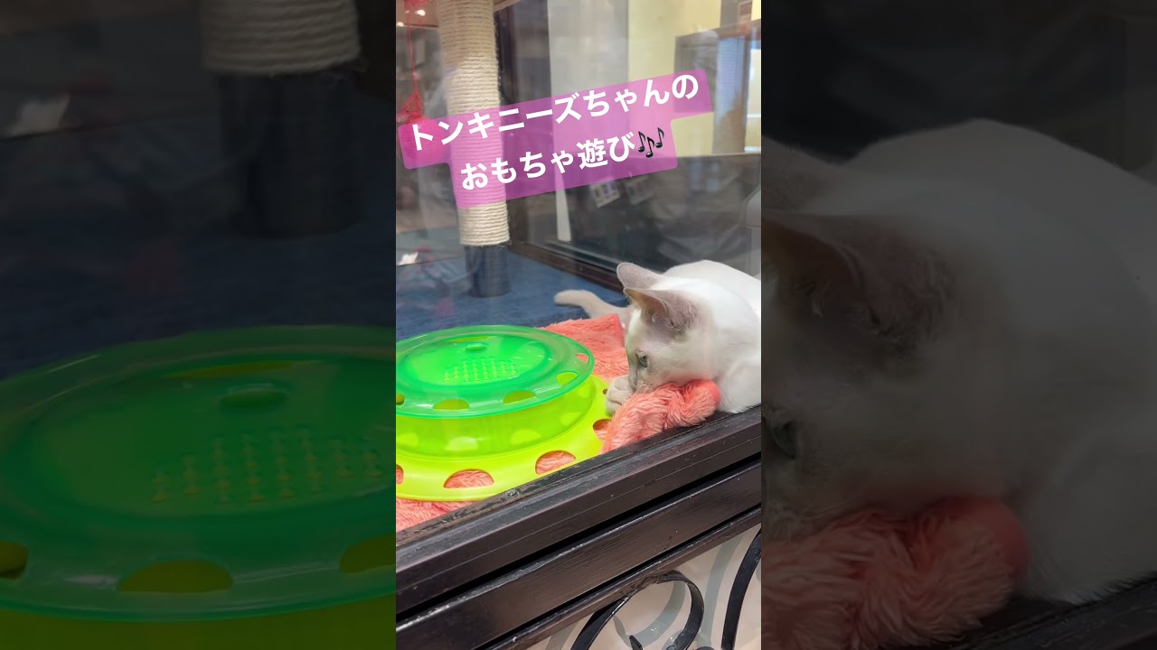 トンキニーズちゃんのおもちゃ遊び♪