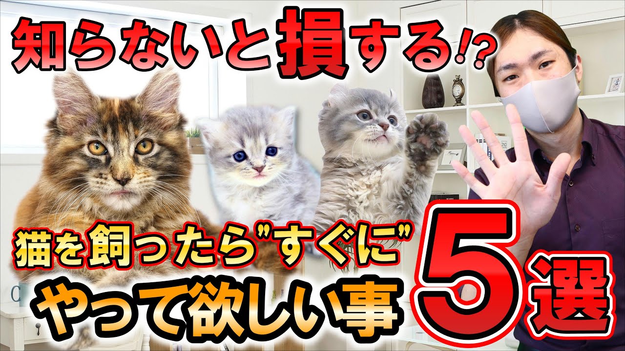 【知らないと損する!?】猫を飼ったら"すぐに"やってほしい事５選。しつけ方法やお世話のコツを猫専門ブリーダーがご紹介！