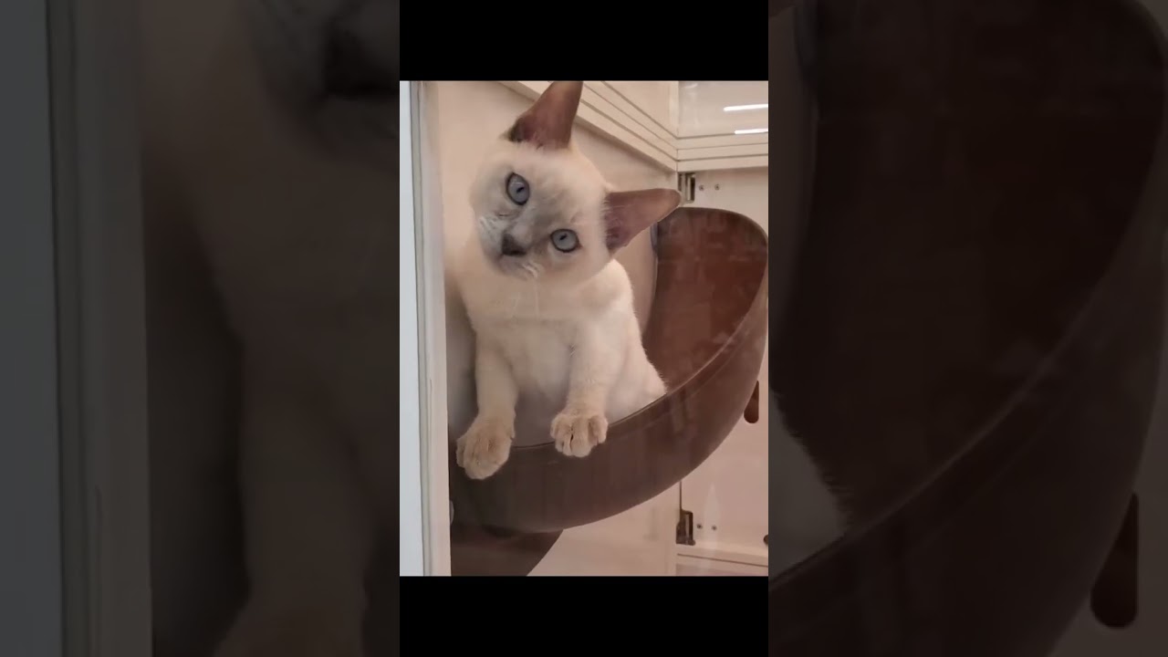 かわいい猫紹介 甘えん坊なトンキニーズの男の子😺【横浜ペットショップ ベルドック】#shorts #猫動画 #猫のいる暮らし