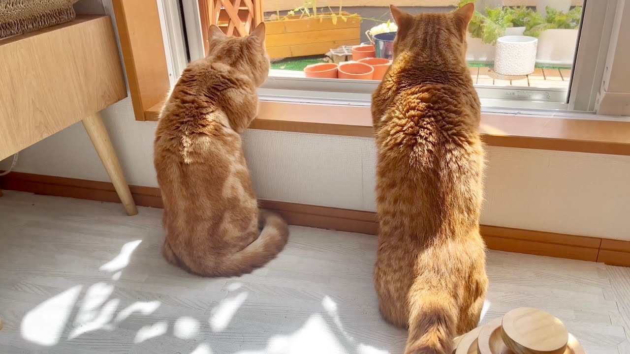 いっしょにお外を眺めてるマンチカン兄弟とちーちゃん
