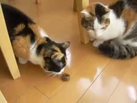 猫動画 短足マンチカンなっちゃん 日本猫ねここ またたびにうっとりにゃ love catnip