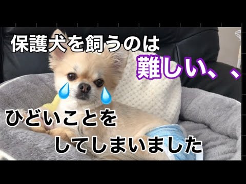 【保護犬を飼いたいと思っている方へ】私はトライアルに失敗しました