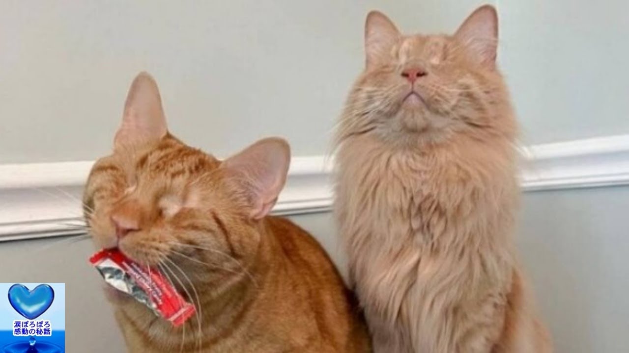 保護された子猫の兄弟は盲目でした。前向きに生きる姿に涙が止まらない【感動】