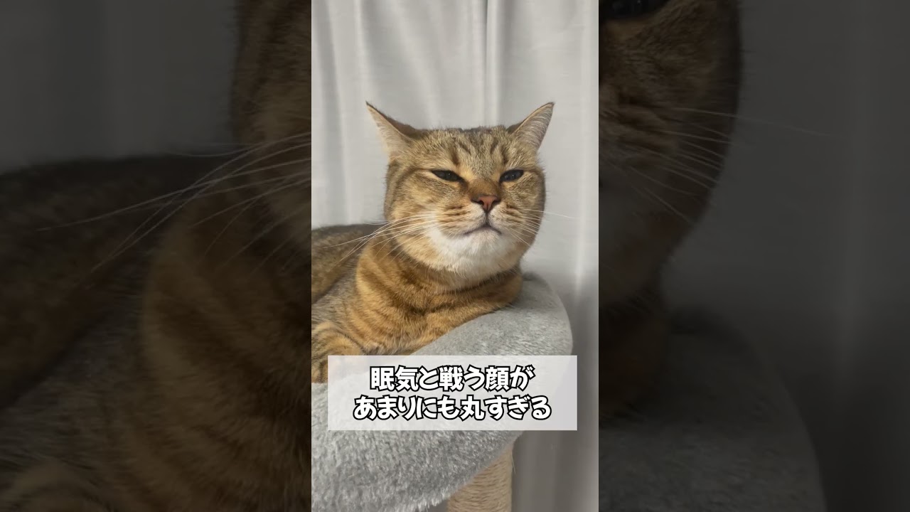 【立証】猫のゲップがこの世で1番癒される説…　#shorts