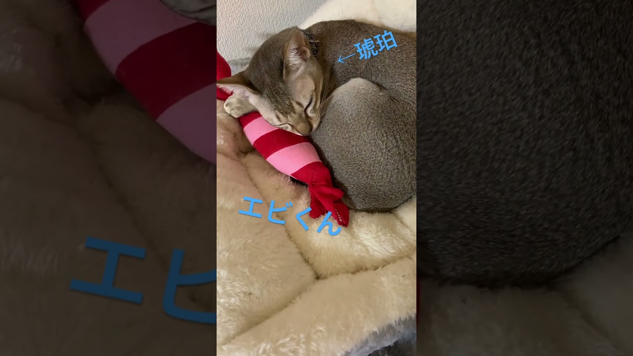 睡眠のおとも #シンガプーラ