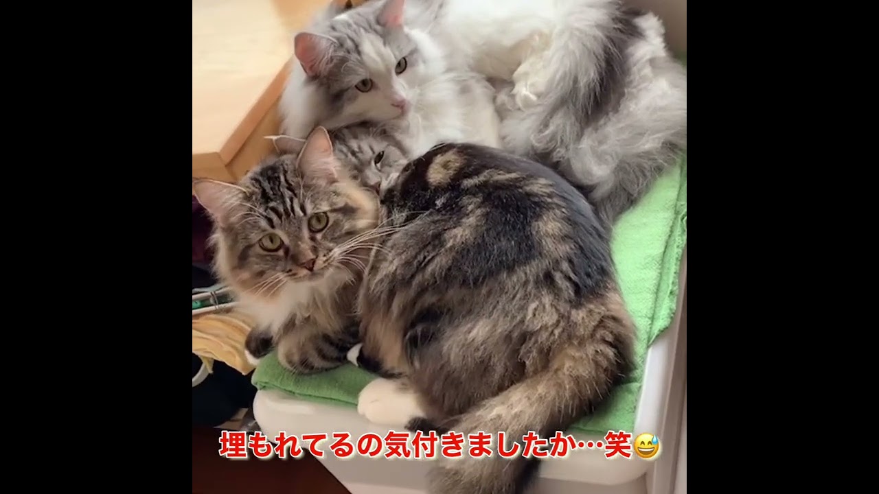 兄弟達に埋もれている猫発見！#shorts #ラガマフィン #ragamuffin #おもしろい猫 #かわいい猫