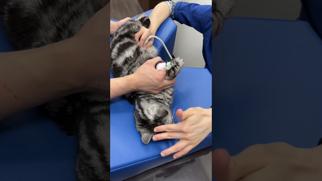 嫌がりながらもエコーされるアメリカンショートヘアー