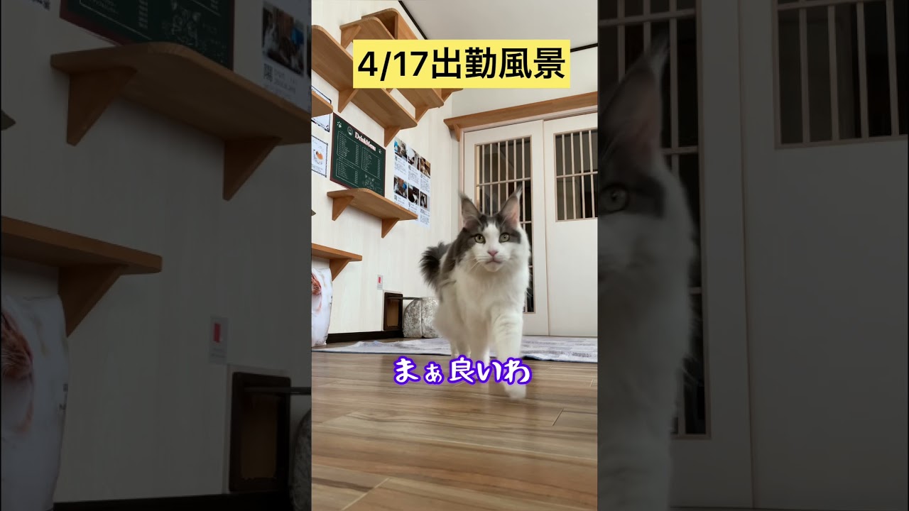 4/17出勤風景【メインクーン】 #メインクーン #猫動画 #猫カフェ #猫動画おもしろい #可愛い猫