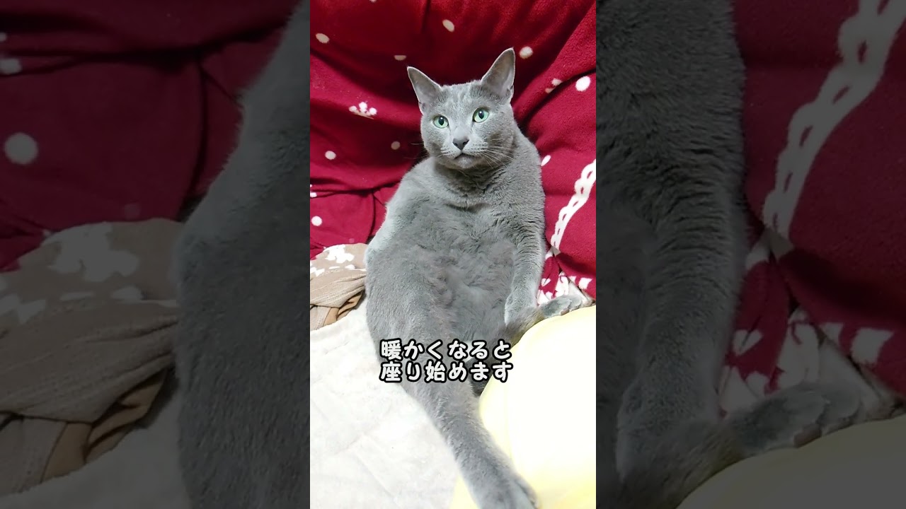 【猫動画】スマホを向けられて固まるロシアンブルー【russianbule】#shorts　Russian blue hardens when the smartphone is pointed