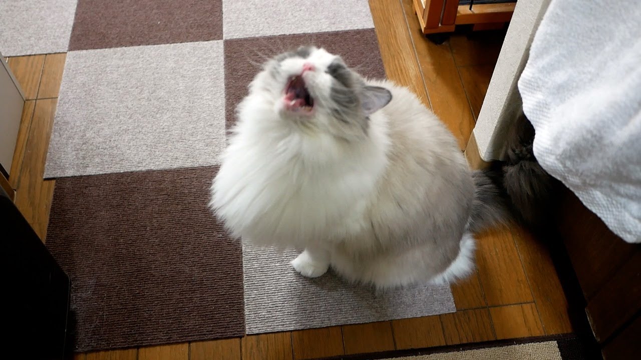 寝起きで声がでていないヘンテコな鳴き声のラグドールのんちゃんｗ