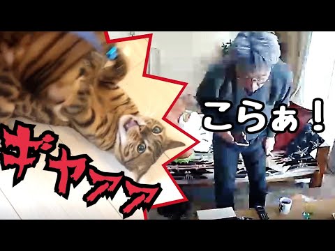 【隠し撮り】実家の父にお留守番をお願いしたら猫夫婦の喧嘩を止めてくれてました