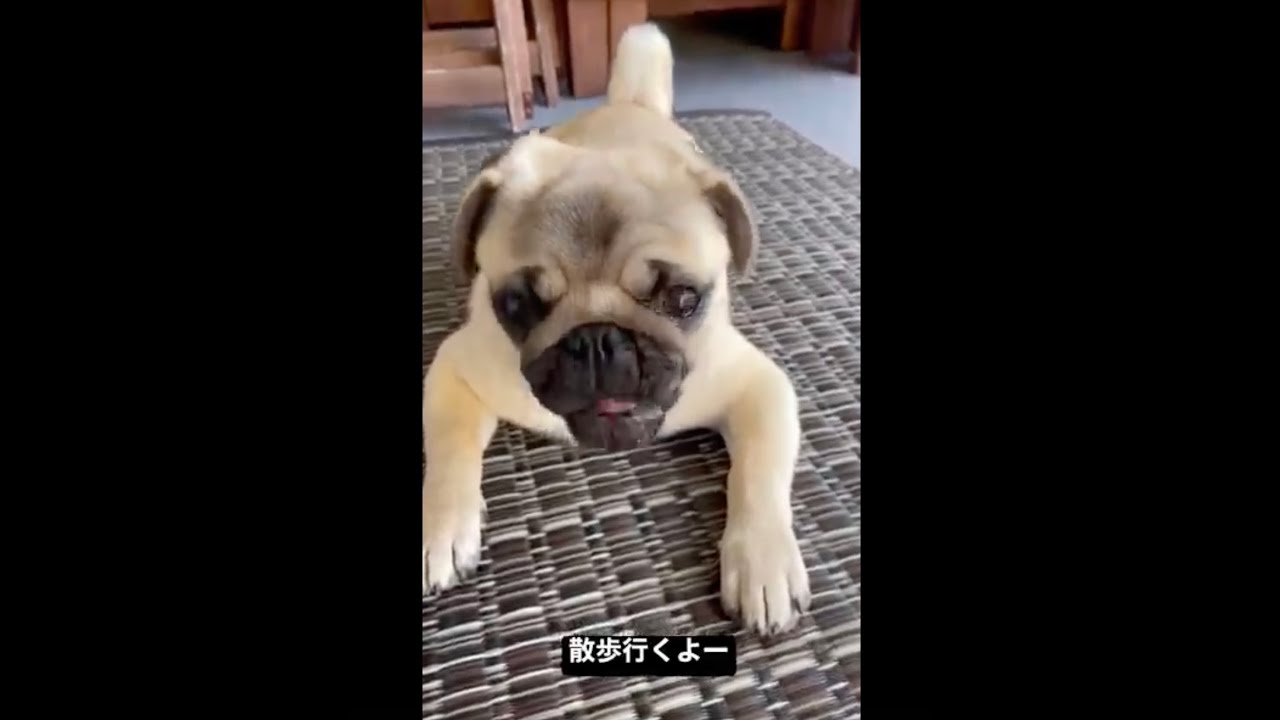 [パグ]スフィンクスのくしゃみ🤧 #パグ #pug #ぱぐ #퍼그 #哈巴狗 #子犬 #dog #犬猫 #ペット #赤ちゃん #baby #puppy #シェアのお願い🐶