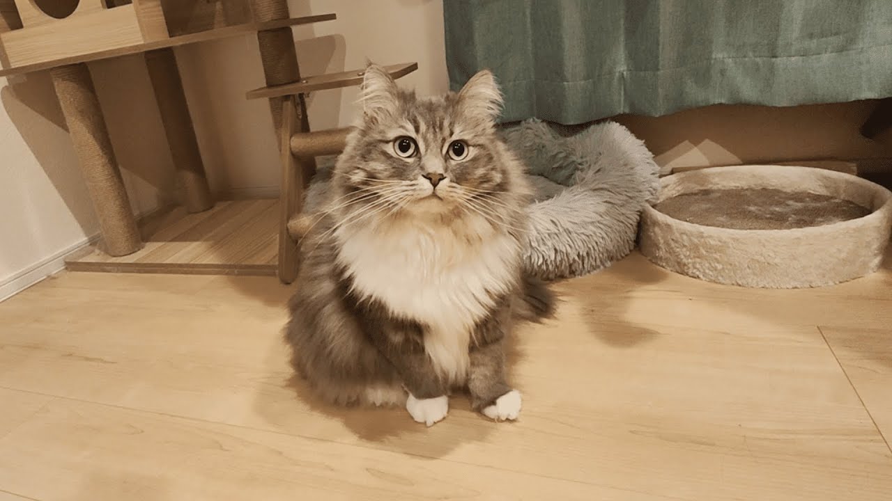 猫たちは、げげげ…元気です。【サイベリアンのラフィ#253 】
